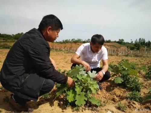 洛南80后小伙回乡创业，黄土地上种出一片“鲜花”