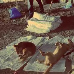 无锡市哪里有买肉的店子