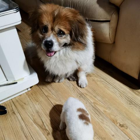 武汉市室内能养什么狗