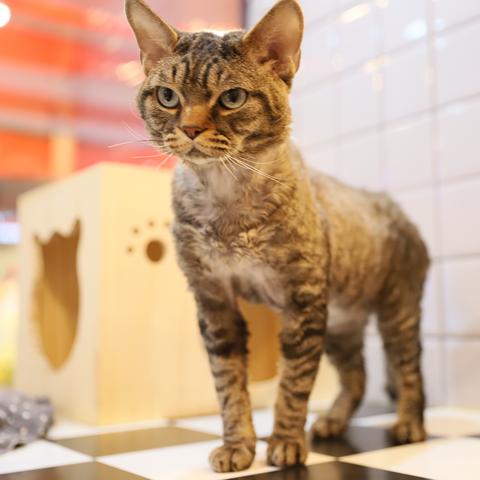 金虎斑猫优点和缺点？