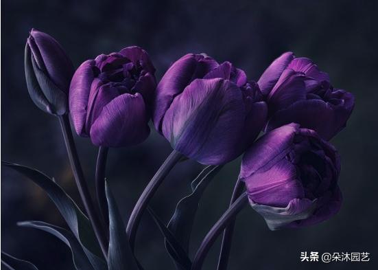 郁金香花语及寓意图片,郁金香有毒为什么还要送人?