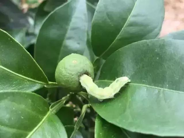 柑橘病蟲害高清圖譜煙青蟲_高效氯氟氰菊酯申明書配比