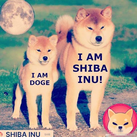 秋田犬币/秋田犬币有前景吗