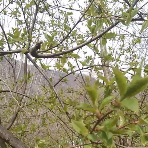 生肖猴近十年运势(2021生肖猴全年运势大全)