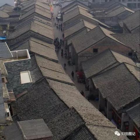 桂林市捡到猫去哪里卖