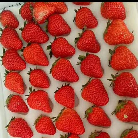 丹东大草莓哈尔滨相关长尾关键词有哪些