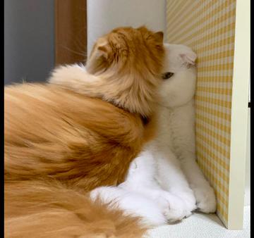 一只黄色猫咪坐在坐垫上gif图片