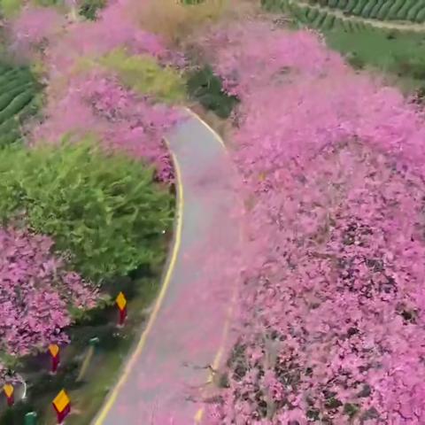 福建漳平是哪个地方