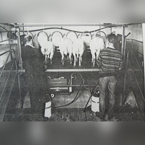 2003生肖羊运势大解析(2003属羊的运势和财运)