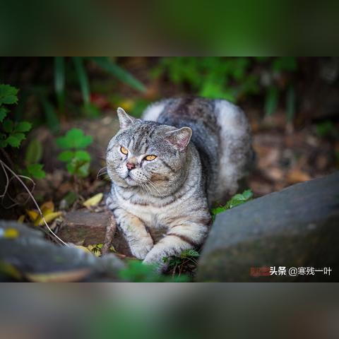 无锡市洗宠物的长尾关键词有哪些