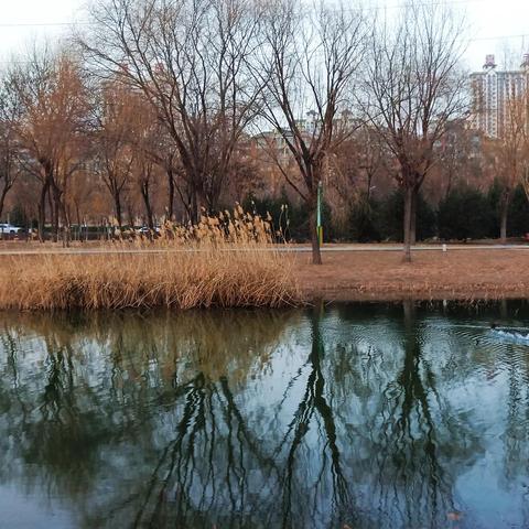 保定市哪里有野鸭的长尾关键词有什么