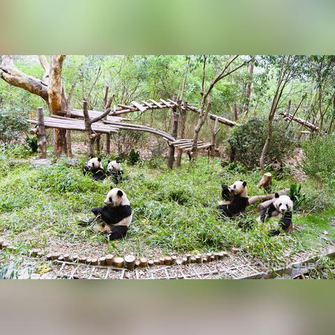 成都市哪里可以去旅游呢