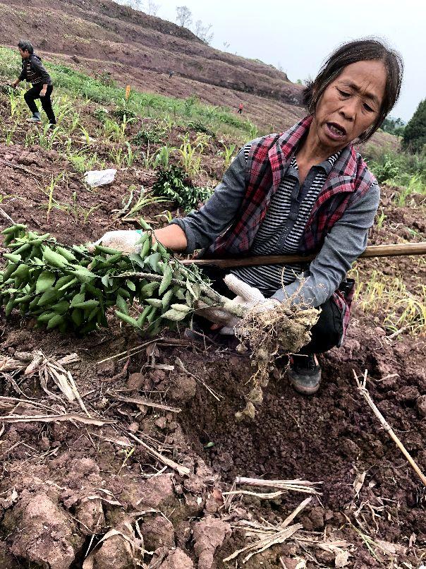 柑橘移栽種植手藝_5月份移栽紅美人柑橘會(huì )活嗎