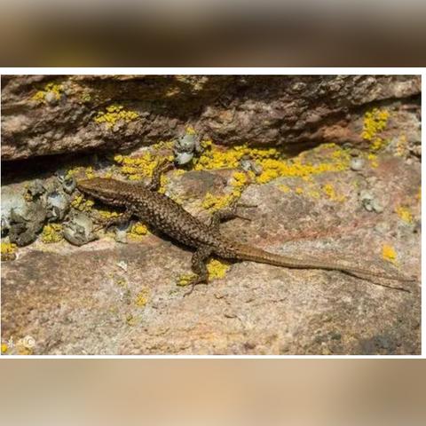 河南壁虎的相关长尾关键词有哪些