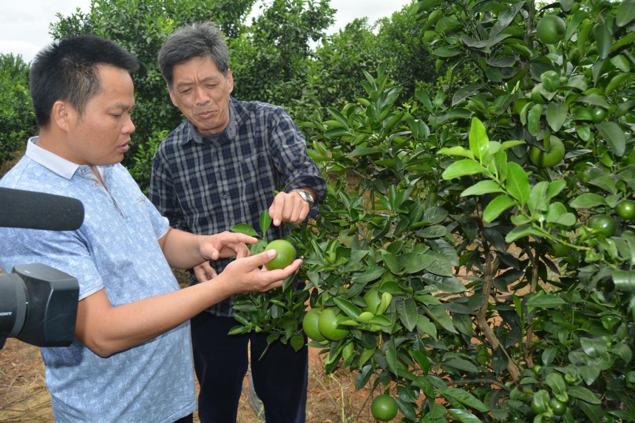 柑橘大樹(shù)用什么藥防治病蟲(chóng)害_誘抗素柑橘利用辦法