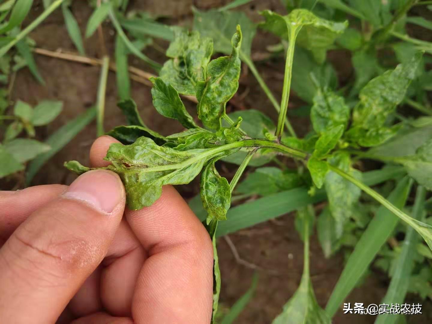 柑橘病蟲(chóng)害白粉虱圖片大全_高氣甲維鹽能治柑橘什么蟲(chóng)