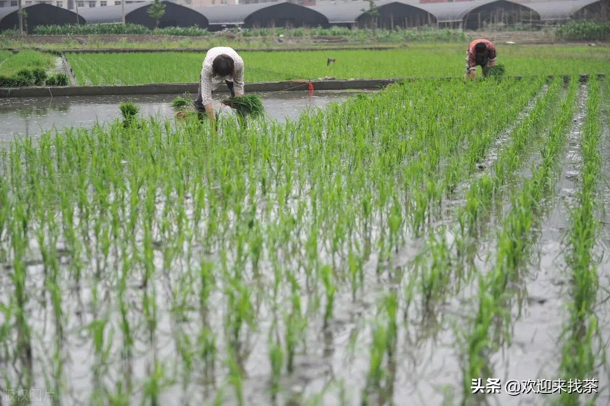 小米微头条怎么发文章 发微头条怎么发文章