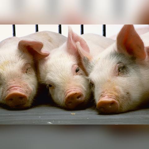 【天津今日猪肉价格】2025年4月2日天津猪肉价格是多少