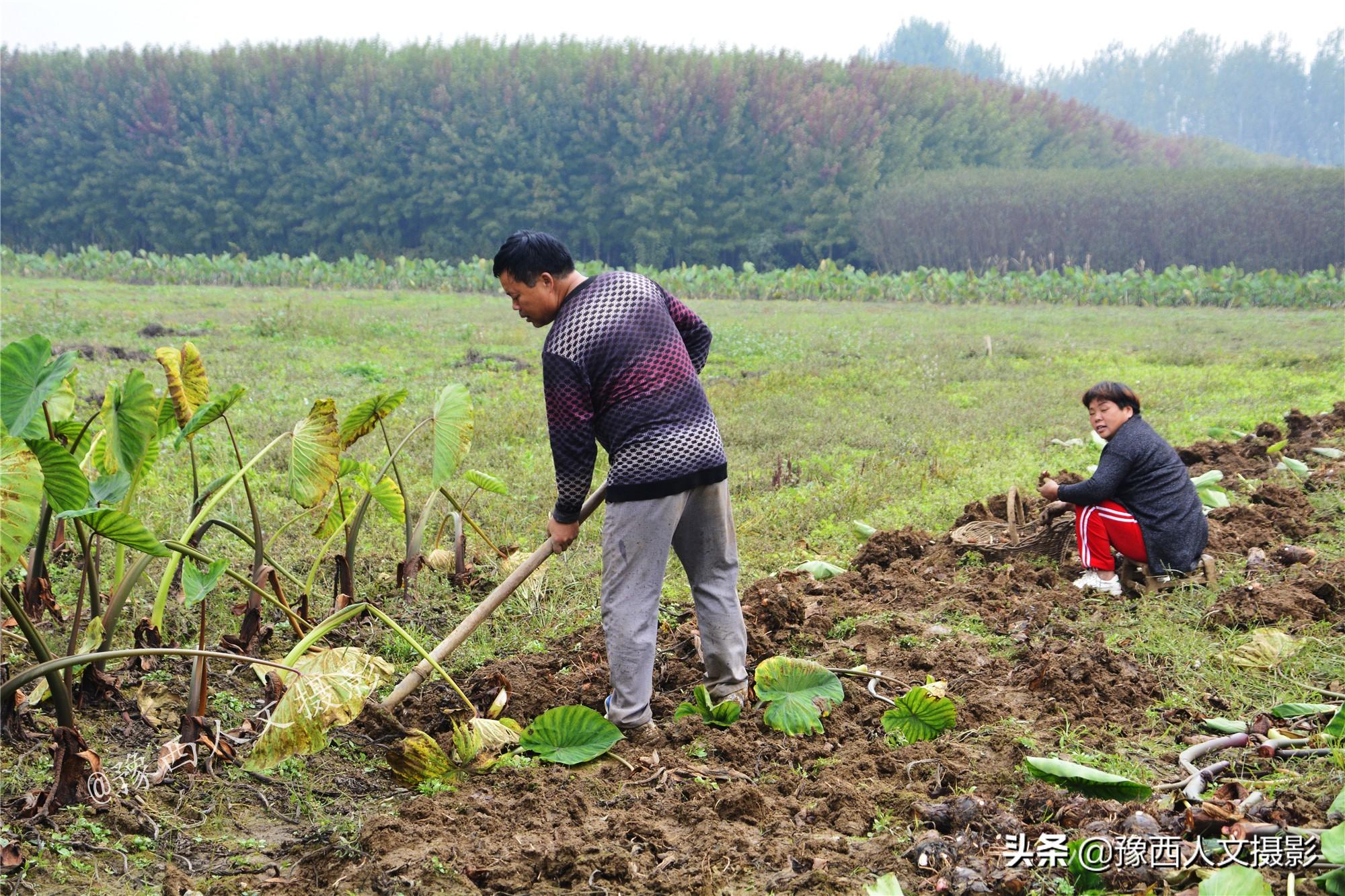 芋头盆栽开花,芋仔学名?"