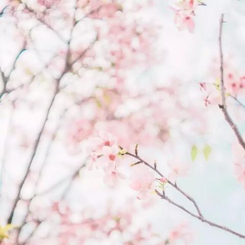 成都市内看花去哪里