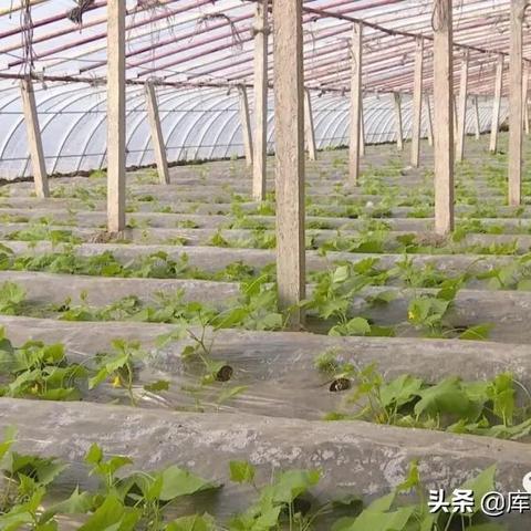 库尔勒今天的最高气温的长尾关键词有什么