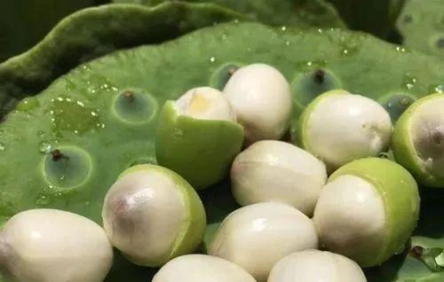 产妇可以吃莲子吗