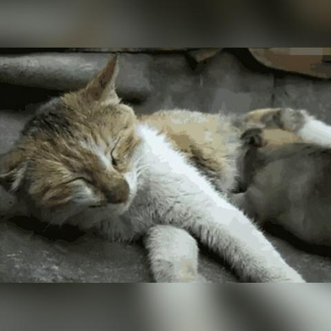 哈尔滨猫咪骨折相关长尾关键词有哪些