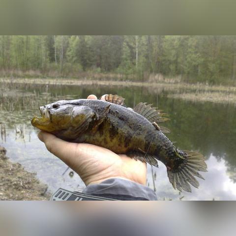 大连海关局长的相关长尾关键词有哪些