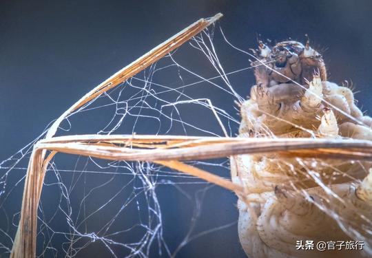 春蚕丝尽成蛹，破茧成蛾才死，李商隐春蚕到死丝方尽是千年错误