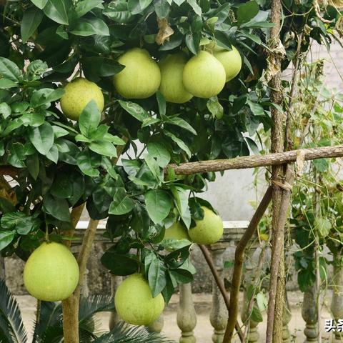 桂林市哪里有种植土卖