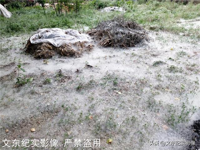 杨絮过敏怎么办