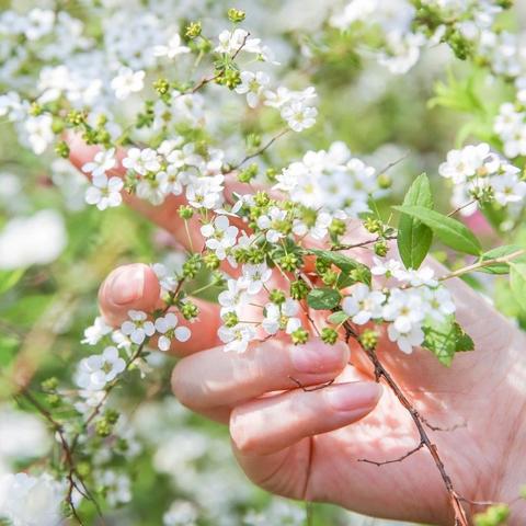 成都市内绿植公园在哪里