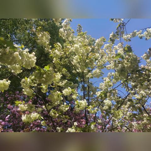 无锡市哪里的樱花最好吃