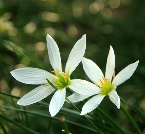 韭菜莲盆栽图片欣赏,彼岸花和韭菜莲的区别?"