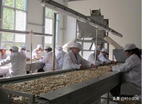 农村创业干啥好？这12个种植、养殖和加工项目，投资小挣钱快