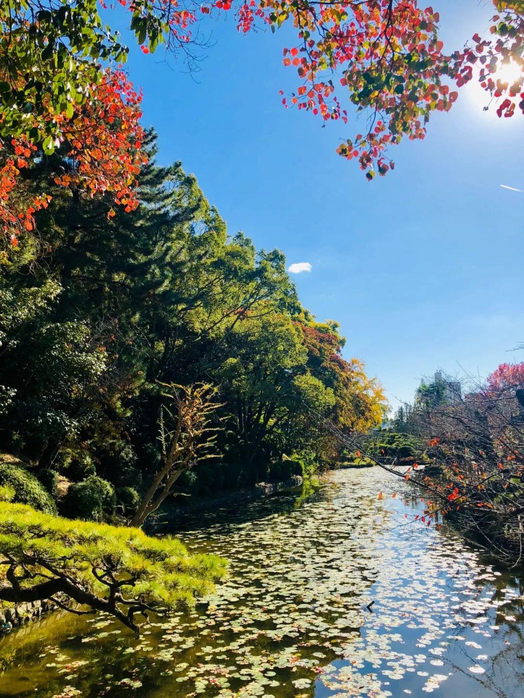 日本爱媛县怎么样（种爱媛38和沃柑哪个品种更有前途）