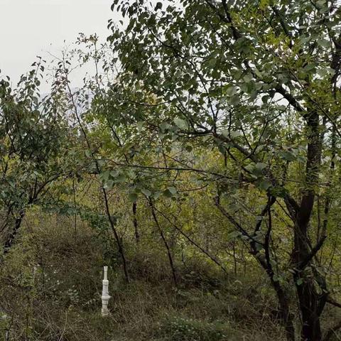 石家庄市房子哪里好卖