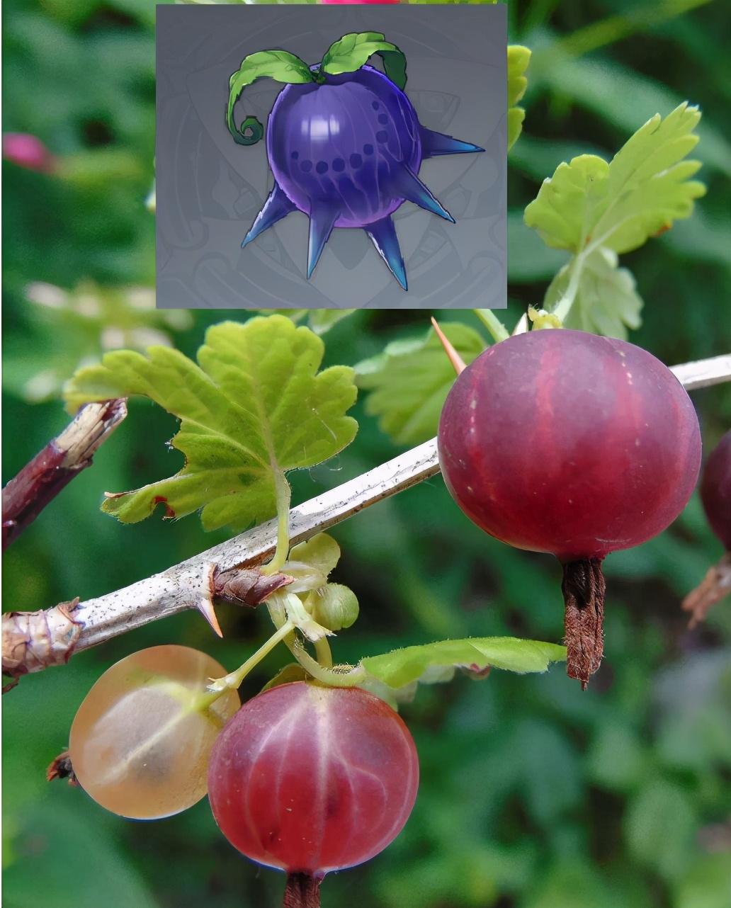 原神怎么快速获得钩钩果（原神用钩钩果还是兜兜虫）