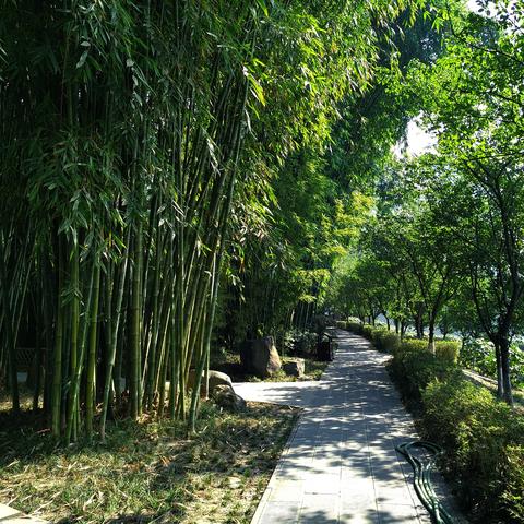成都市内是指哪里区