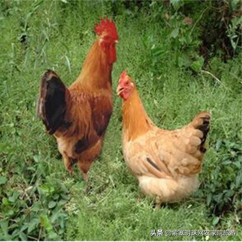 保定市露天烤全羊店的长尾关键词有什么