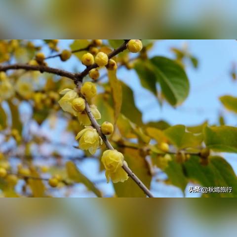 常熟户口能办苏州园林卡的长尾关键词有什么