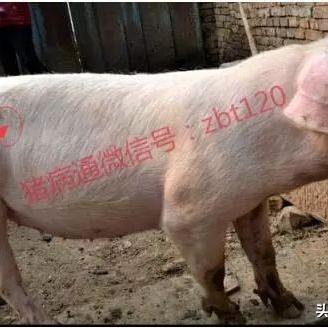 保定市哪里卖仔猪