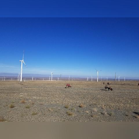 克拉玛依哪里有卖骆驼奶粉的？