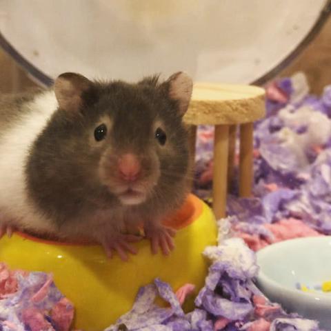 仓鼠的家具图片大全的长尾关键词是什么