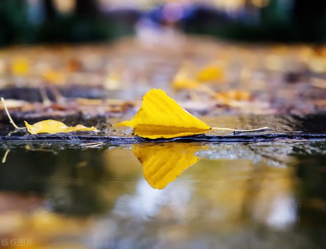 描写秋雨的诗句有哪些 描写秋雨的诗句有哪些