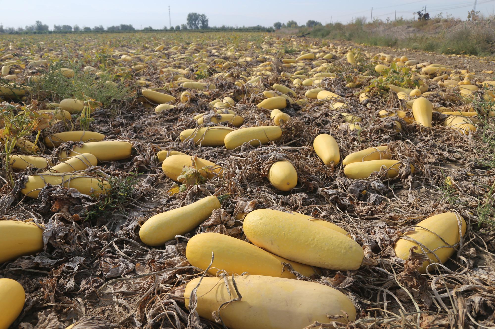 自走式 脱葫芦机哪个地方的好