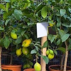 香水柠檬优缺点？