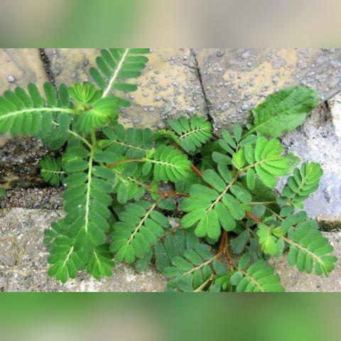 绿色的小果子名称大全的长尾关键词是什么