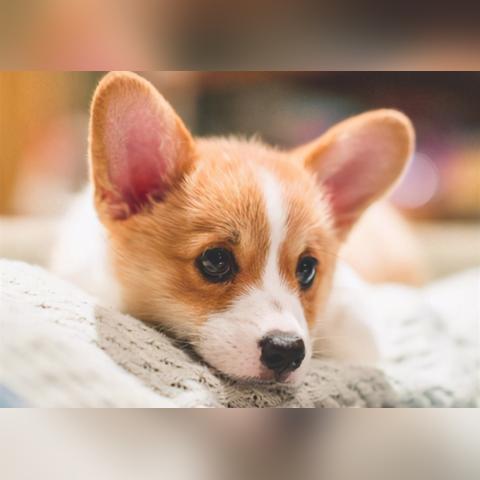 保定市柯基幼犬的长尾关键词有哪些