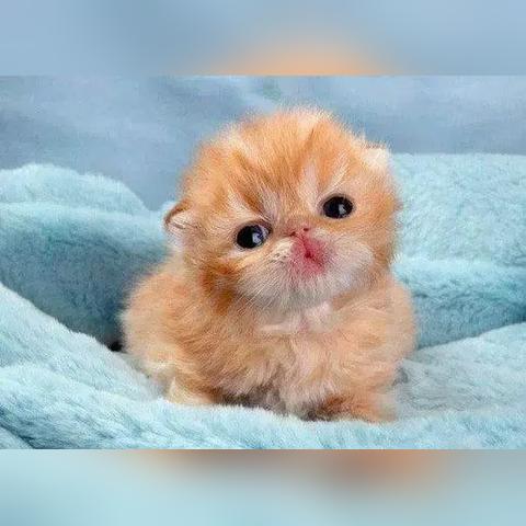 在广州的宠物店，幼猫打三联针要多少钱一支，只打一支可以吗?幼猫是不是一定要打狂犬疫苗？